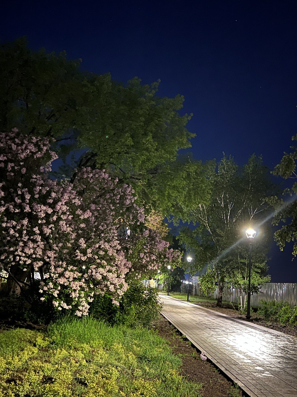 Благовещенск - сквер имени Мухина. Цветёт сирень