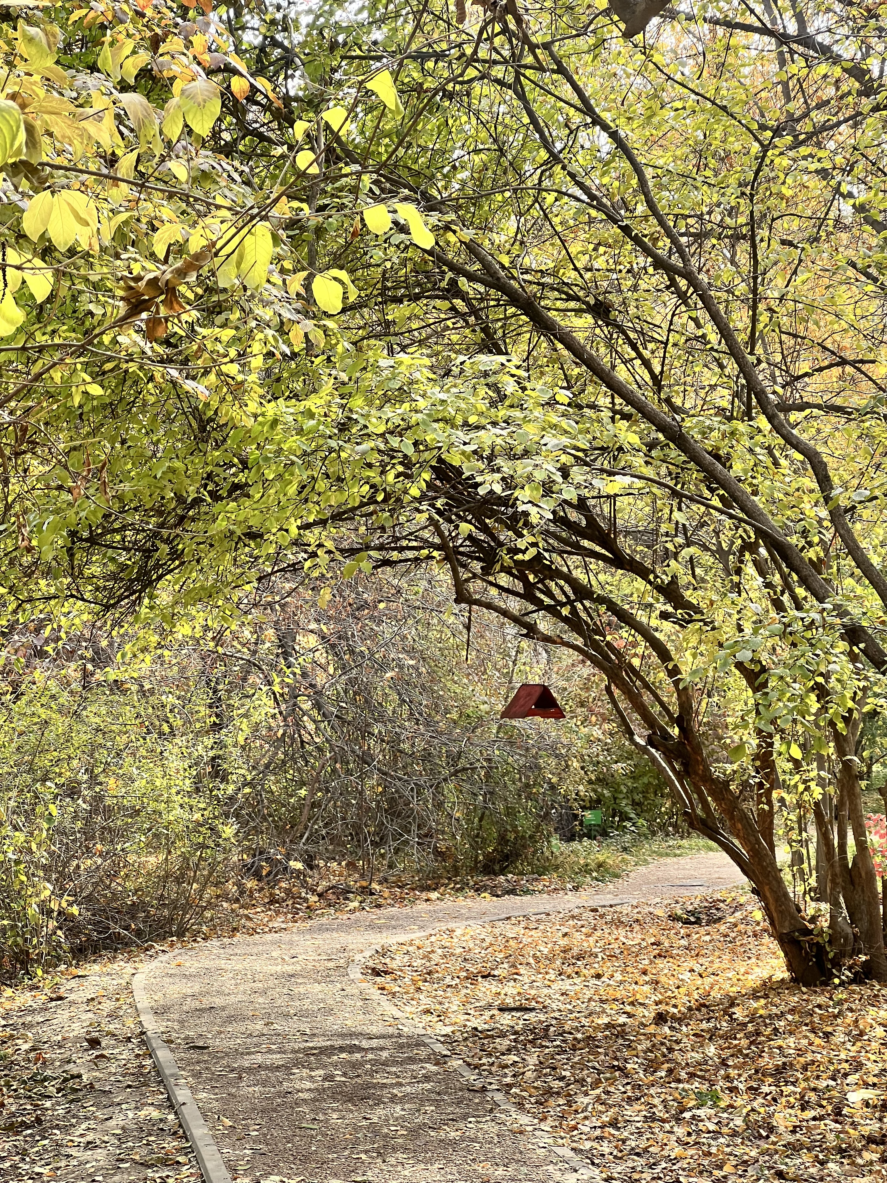 Ботанический сад Алматы осенью